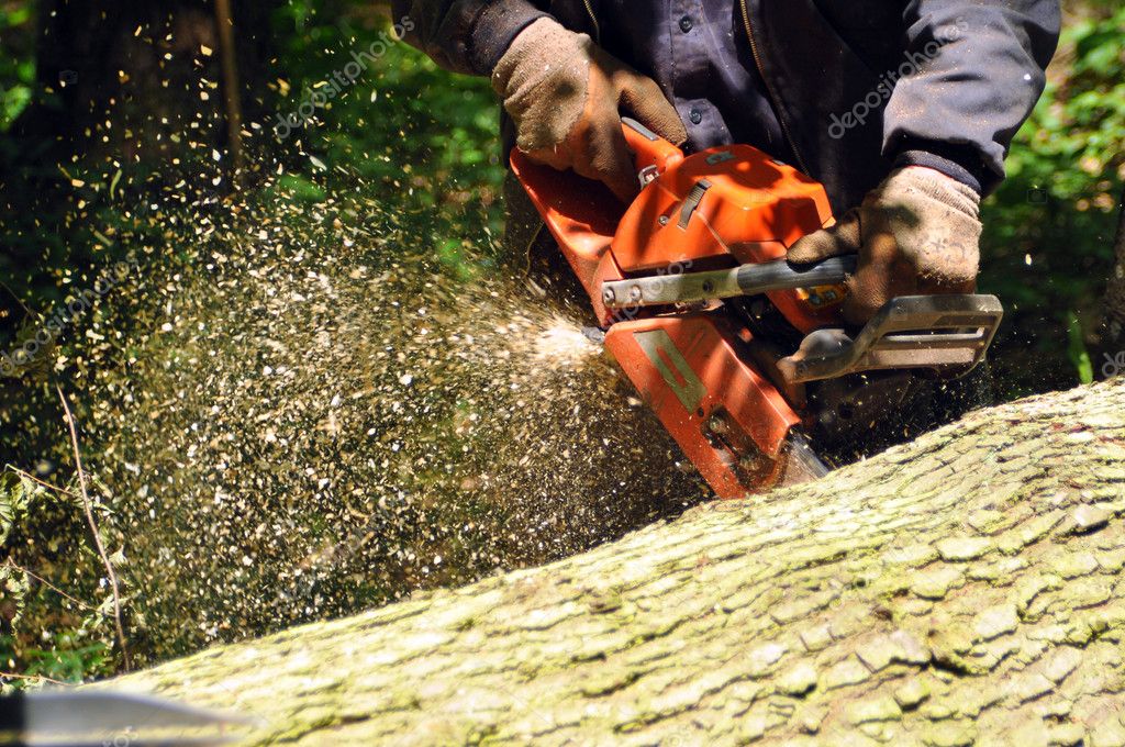 Trabajador realizando tala controlada de un árbol