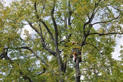 Arborista realizando poda en altura en un árbol de Alcobendas