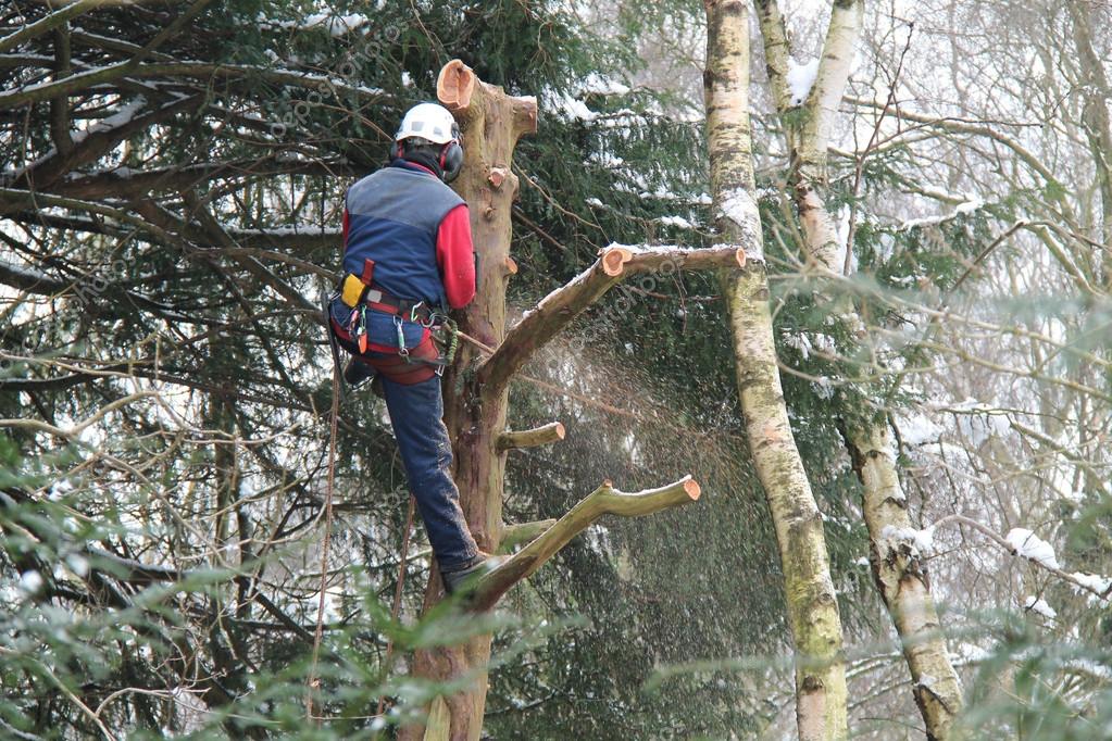 Poda de árbol en altura con equipo de seguridad
