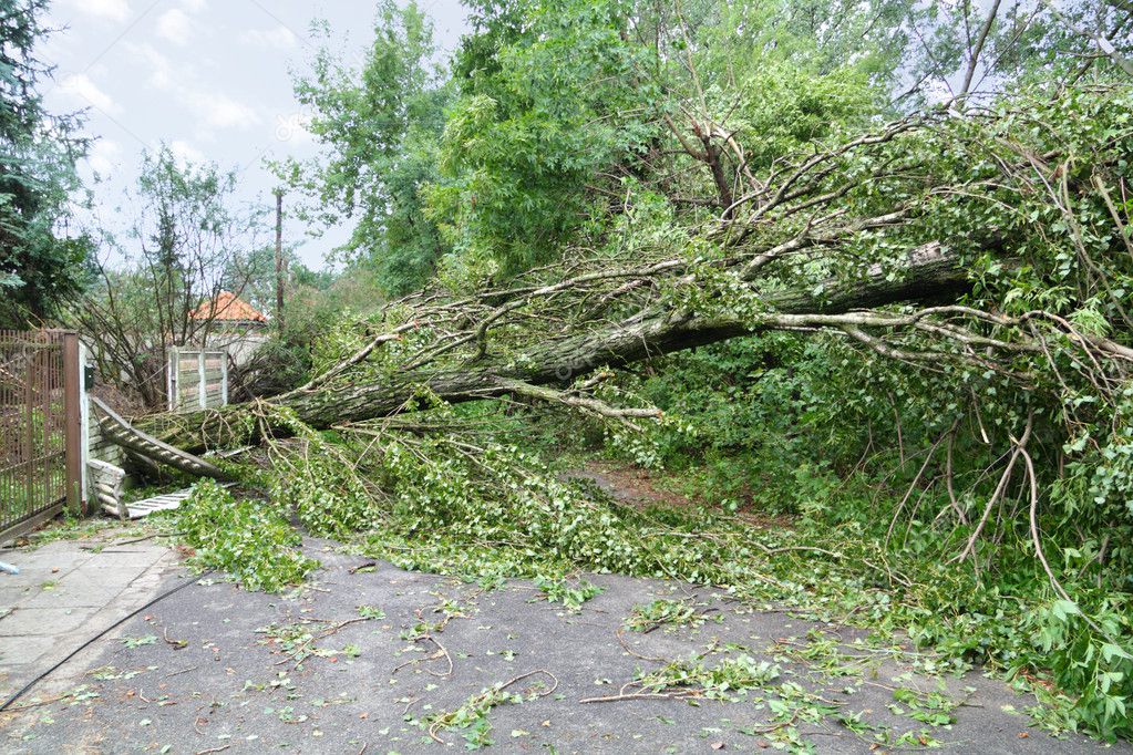 Árbol dañado tras una tormenta