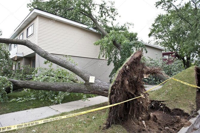 Árbol dañado tras temporal de viento