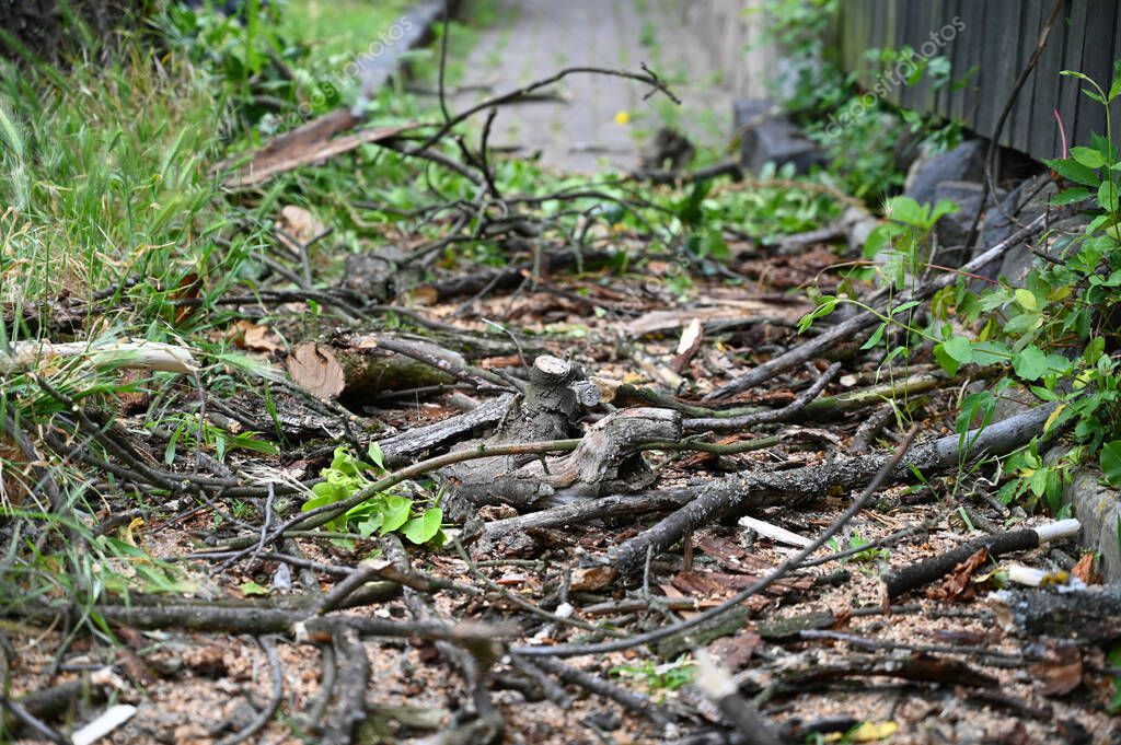 Jardinero cuidando árboles y setos en un jardín urbano