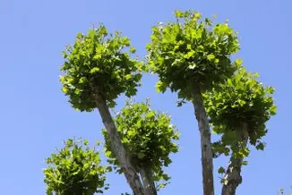 Podas y talas árbol en  Ávila y provincia