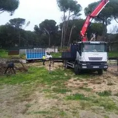 Tala y poda en altura de árboles Madrid y provincia