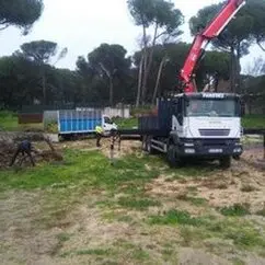 Podas de árboles y talas controladas