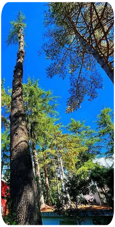 Tala y Poda de árboles en Madrid