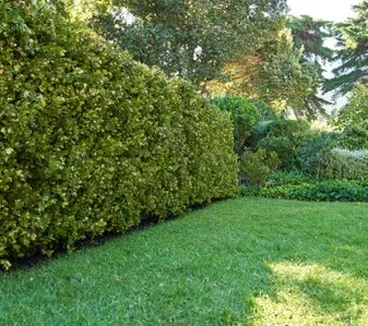 Eleva el Valor de tu Propiedad con Servicios Profesionales de Arboricultura Servicios Profesionales de Arboricultura