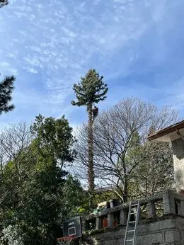 Talas y Podas de altura de árboles en Madrid