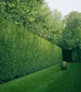 corte de cipreses Corte de árboles cipreses