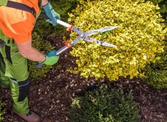 Desbroce de fincas y parcelas Barcelona y provincia Desbroce de fincas y parcelas Barcelona y provincia